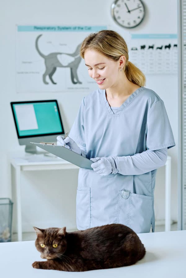 Chat chez le vétérinaire pour une analyse d'urine et de selles