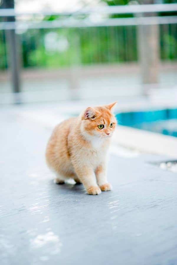 Chat pendant une séance de balnéothérapie