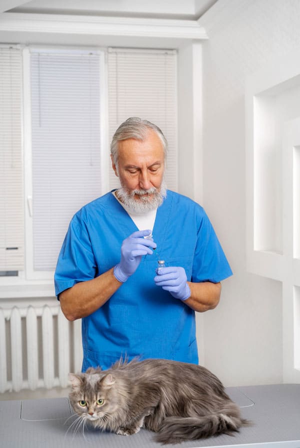Chat chez le vétérinaire pour un bilan sanguin