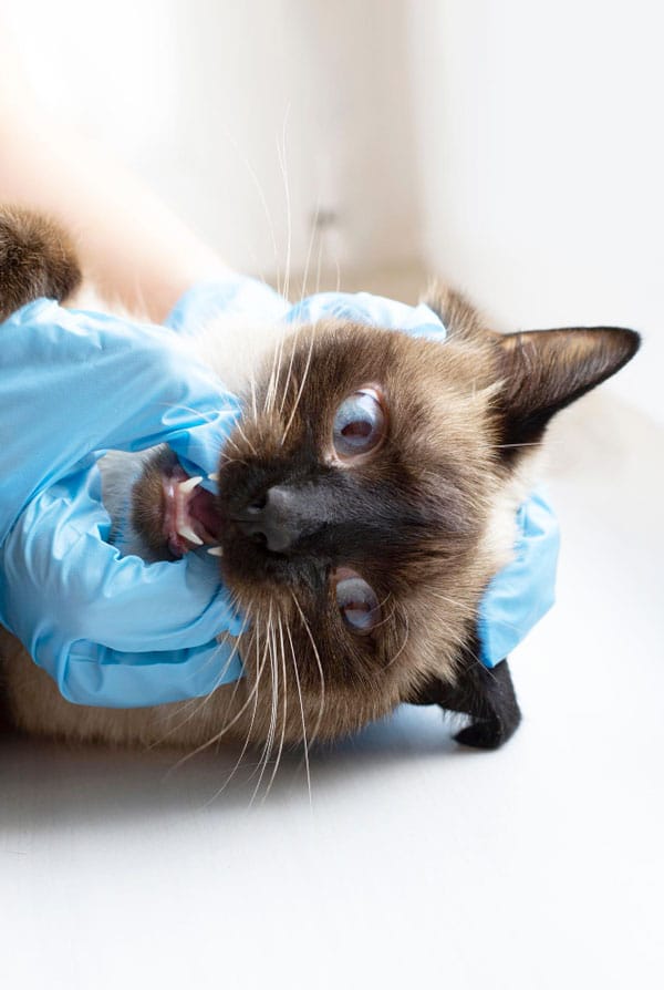 Chat chez le vétérinaire pour une endoscopie