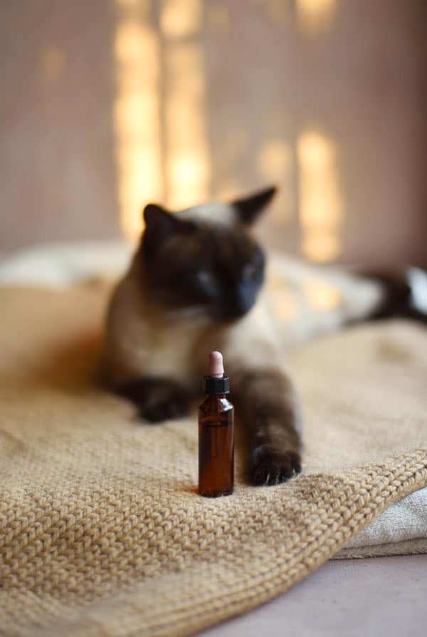 Chat qui prend de l'homéopathie