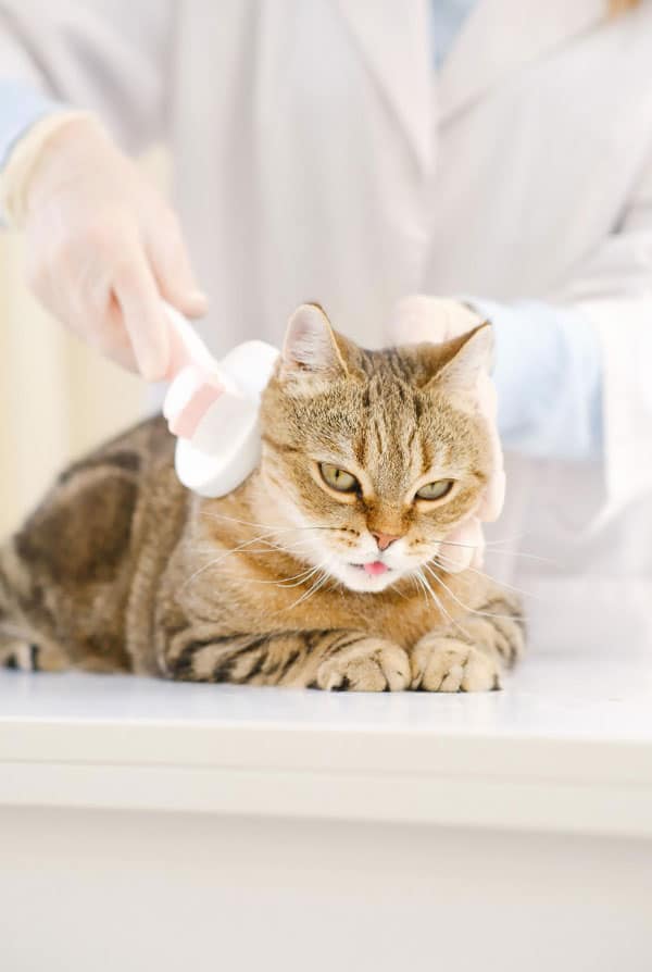 Chat pendant une séance de physiothérapie
