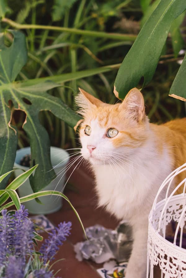Chat dans la nature