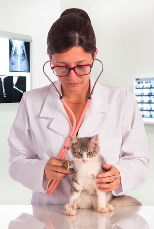 Chat chez le vétérinaire pour une radiographie
