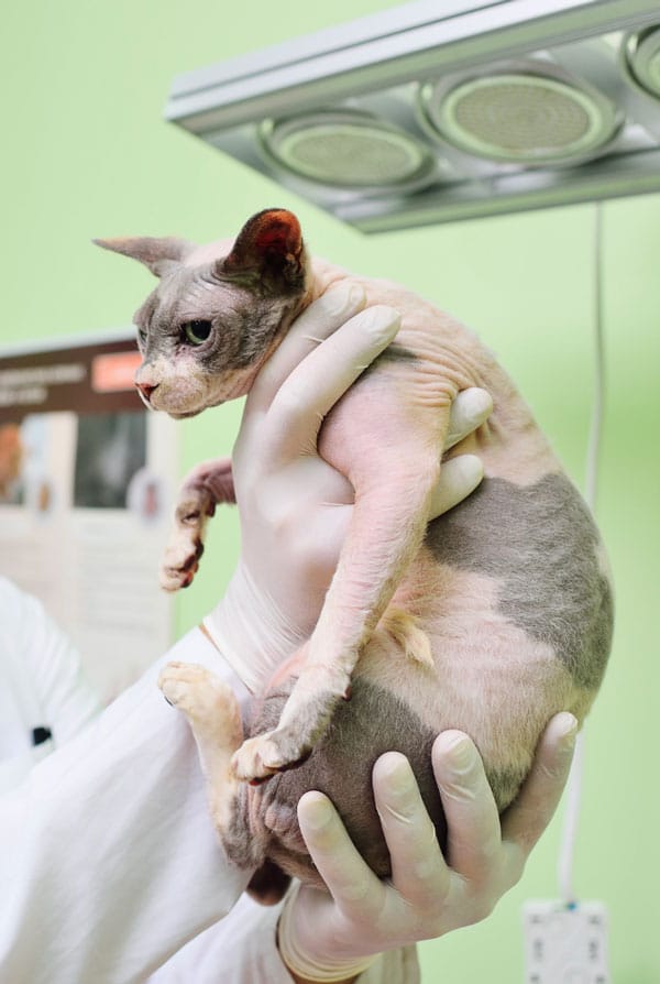 Chat chez le vétérinaire pour un scanner