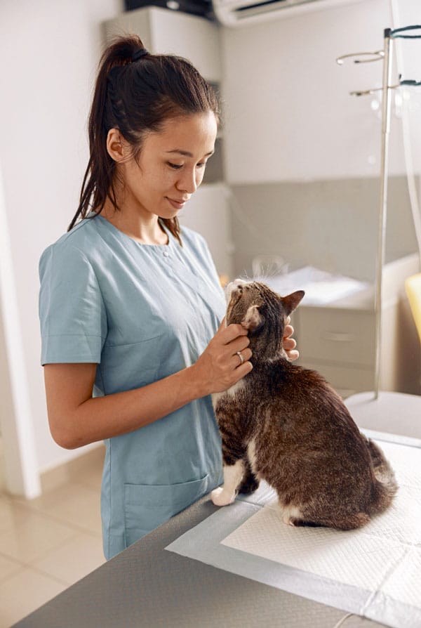 Chat en séance d'acupuncture chez le vétérinaire