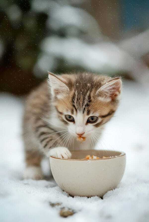 Chaton qui mange dans sa gamelle