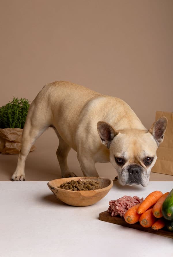 Chien adulte devant plusieurs types d'alimentation