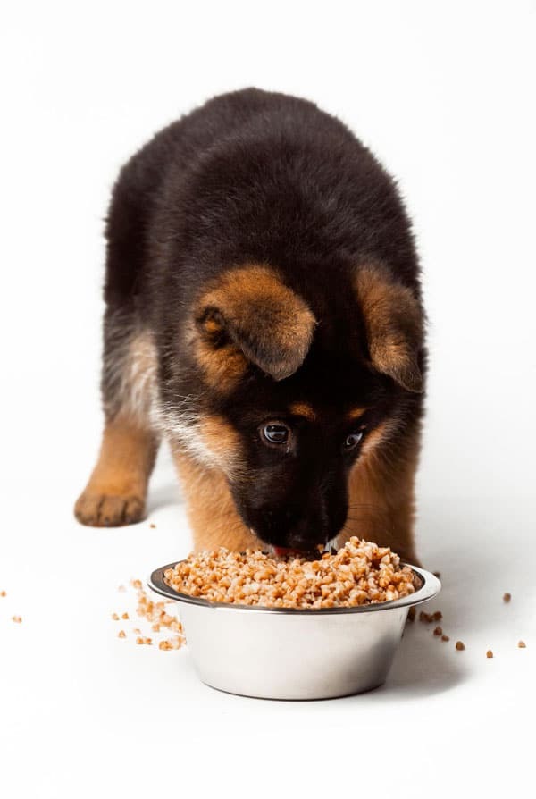 Chiot qui mange une alimentation adaptée