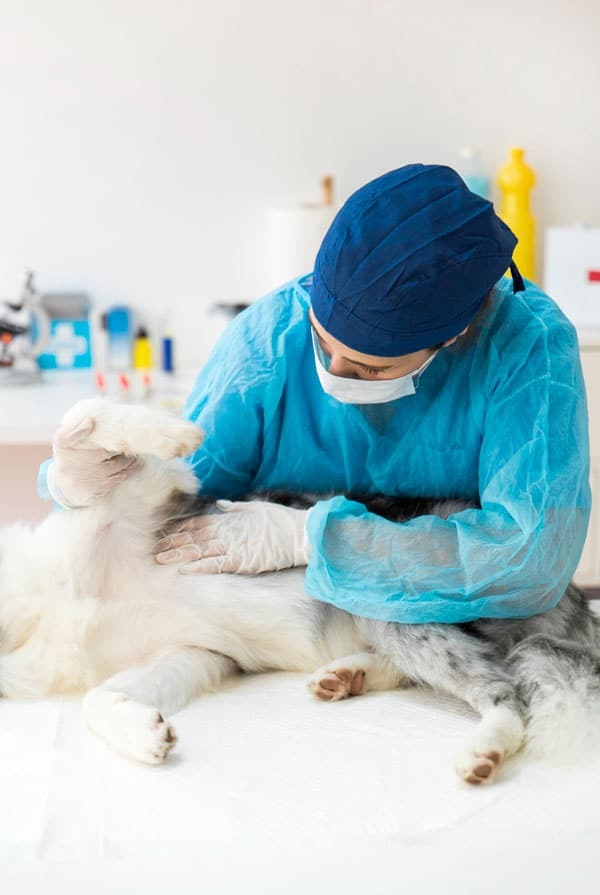 Chien chez le vétérinaire pour une amputation