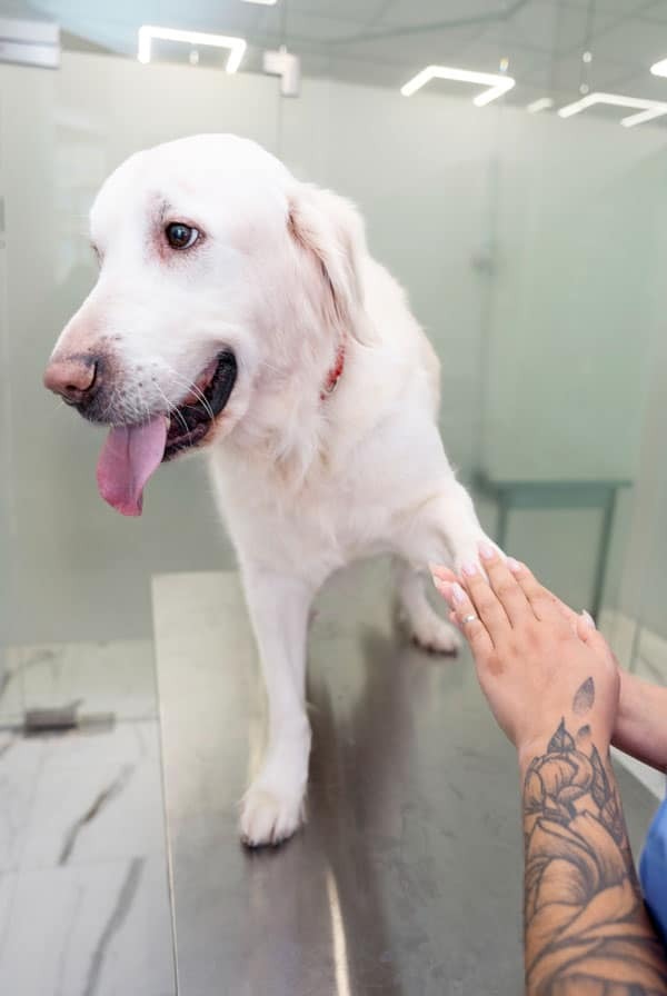 Chien chez le vétérinaire pour une arthroplastie