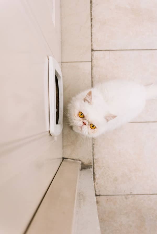 Chat devant une chatière pour sortir faire pipi