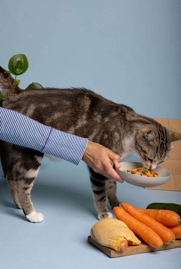 Chat qui mange des protéines