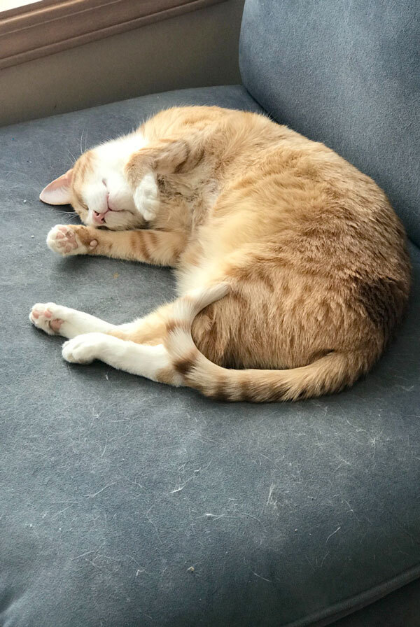 Chat qui dort sur un canapé dans la maison