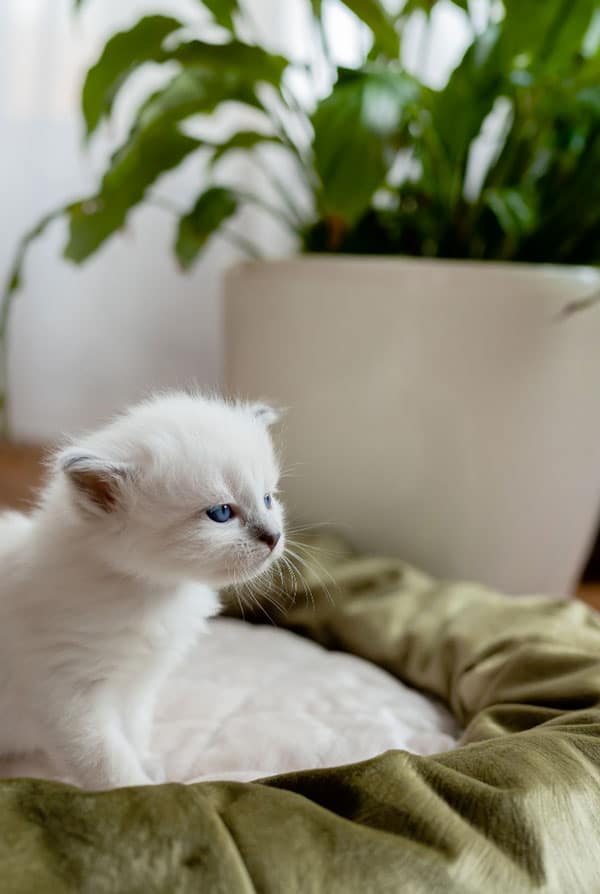 Chaton blanc aux yeux bleus sur son coussin vert kaki