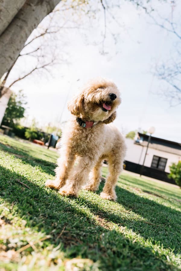 Chien dans un jardin sécurisé