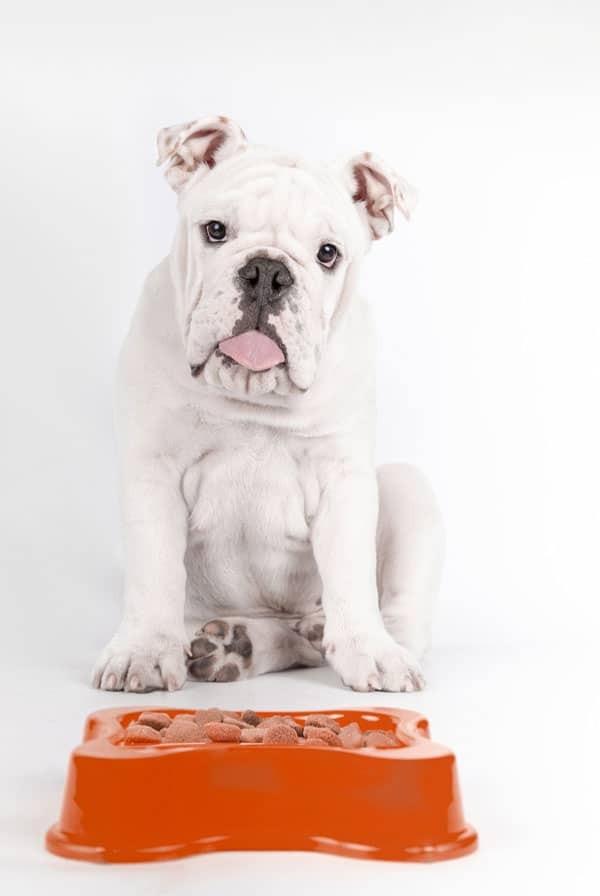 Chien qui mange une alimentation protéinée