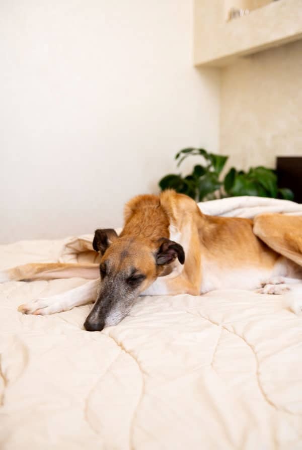 Chien qui dort sur le lit dans la maison