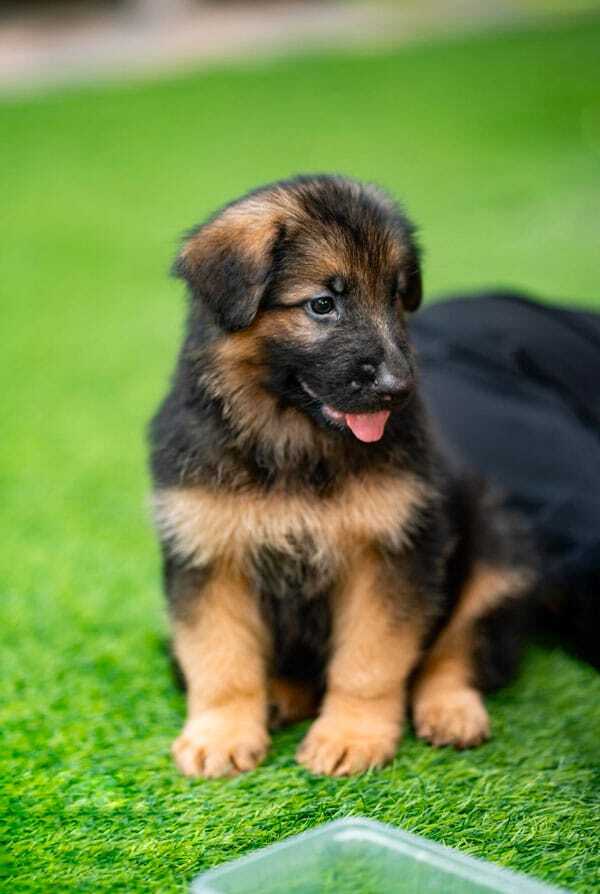 Chiot marron dans un jardin