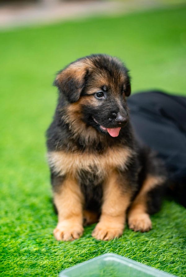 Chiot marron dans un jardin