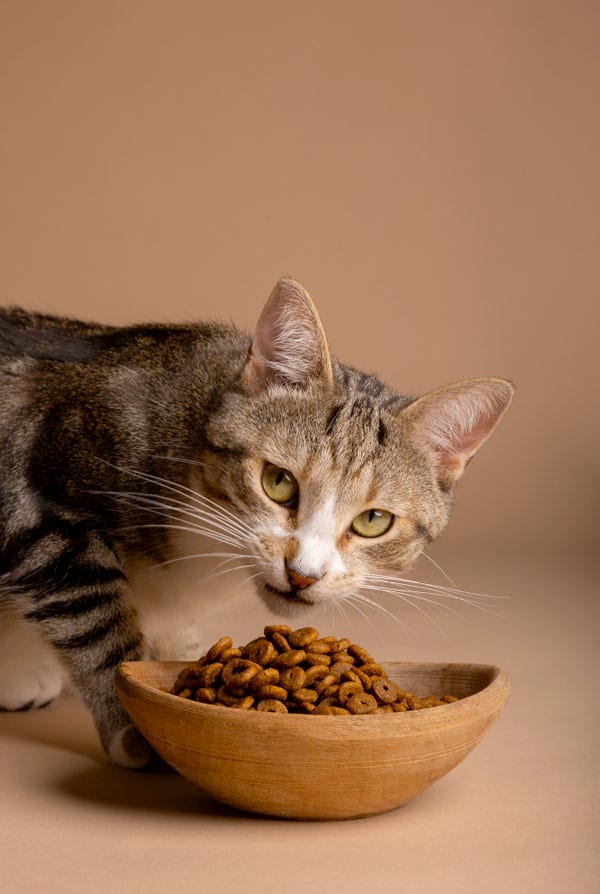 Chat qui mange des croquettes