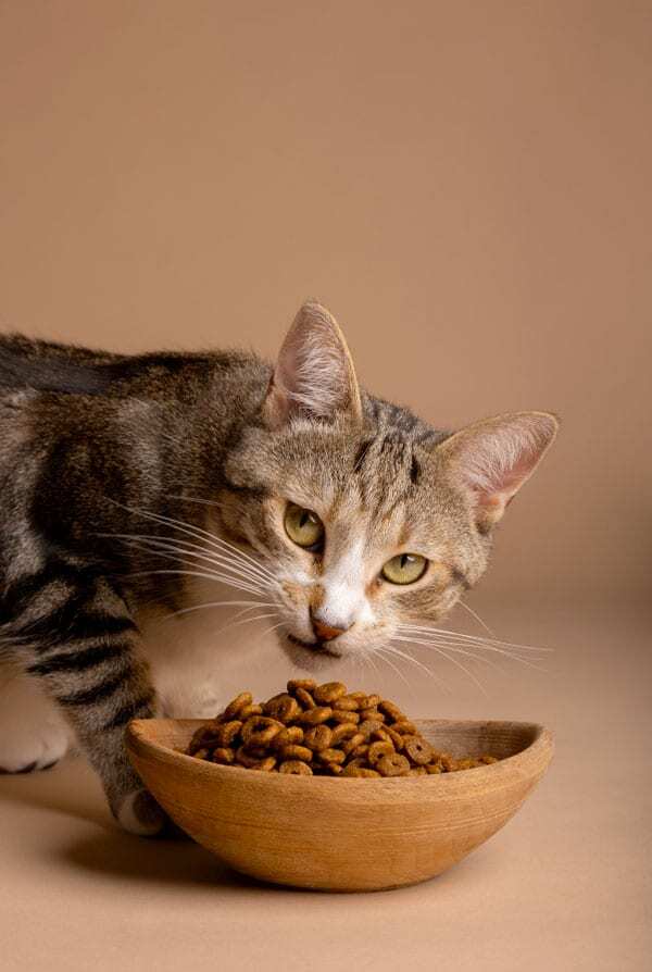 Chat qui mange des croquettes