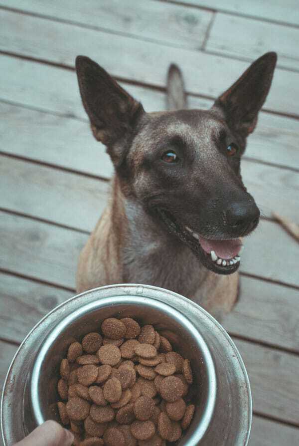 Chien qui mange des croquettes sans gluten
