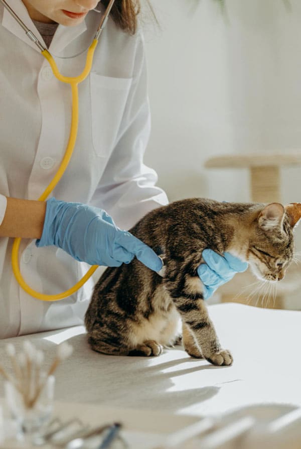 Chat chez le vétérinaire pour une cytologie