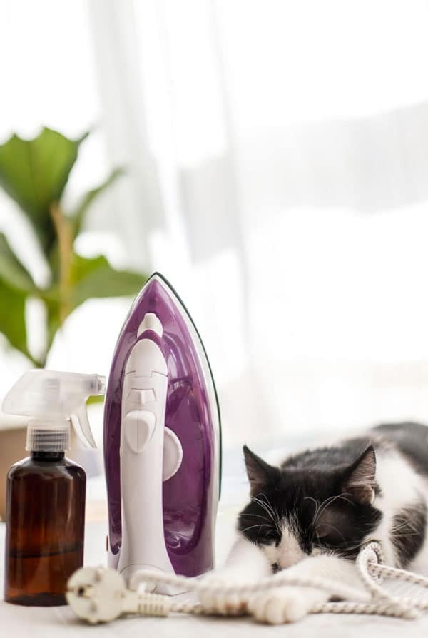 Chat à côté d'un produit ménager et un fer à repasser