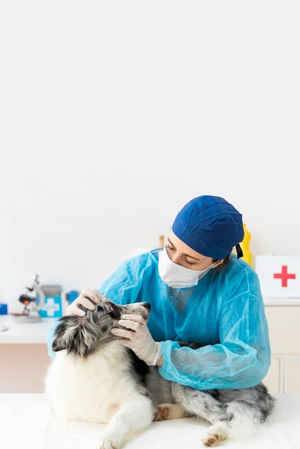 Chien chez le vétérinaire pour une greffe de cornée