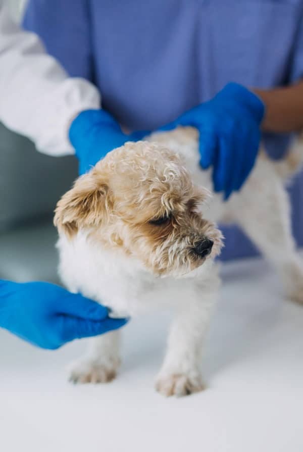 Chien en auscultation chez le vétérinaire pour une hernie cervicale