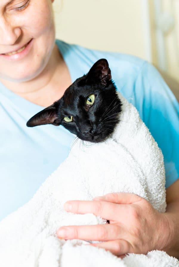 Chat qui se fait sécher après une séance d'hydrothérapie