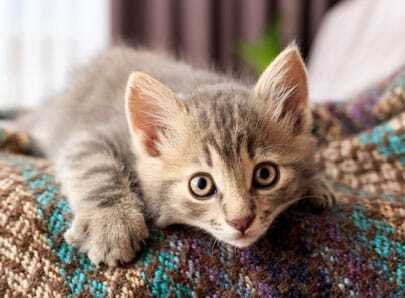 Chat brun sur un plaid