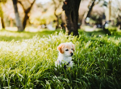 Chiot blanc et beige dans un jardin