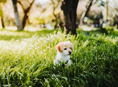 Chiot blanc et beige dans un jardin