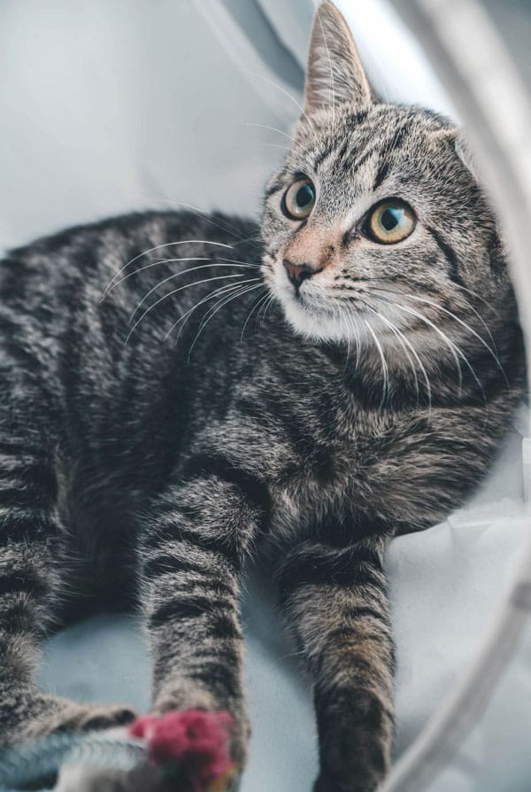 Chat qui passe une IRM chez le vétérinaire