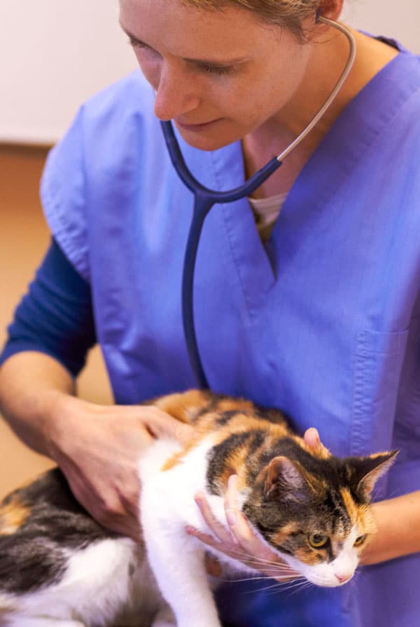 Chat pendant une séance d'ostéopathie
