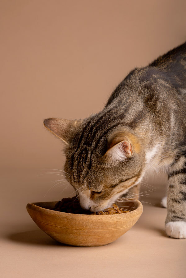 Chat qui mange de la pâtée