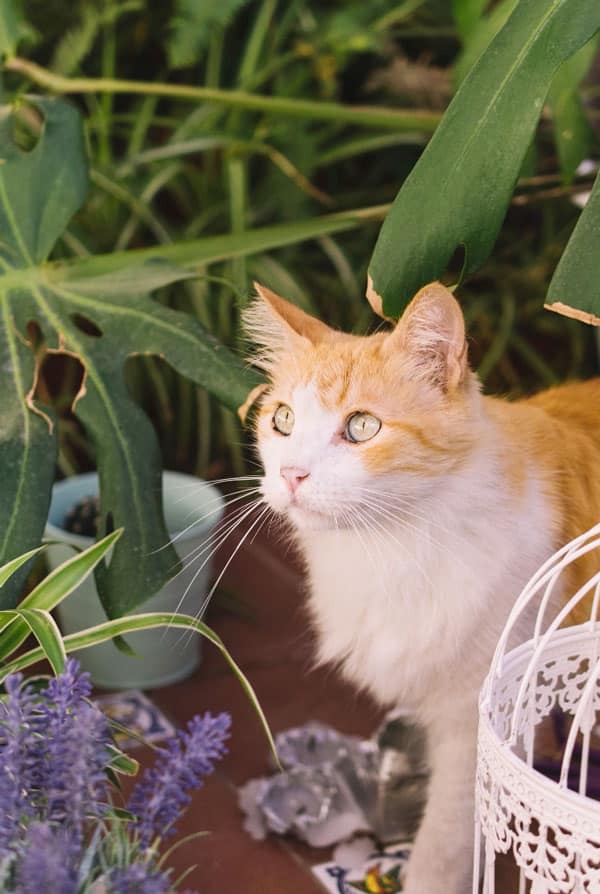 Chat dans la nature