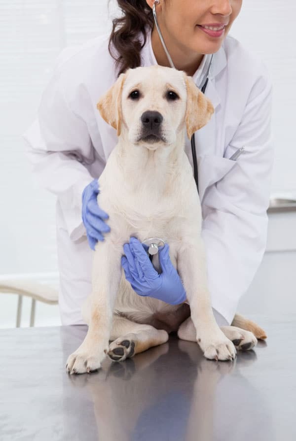 Chien en consultation chez le vétérinaire avant une splénectomie