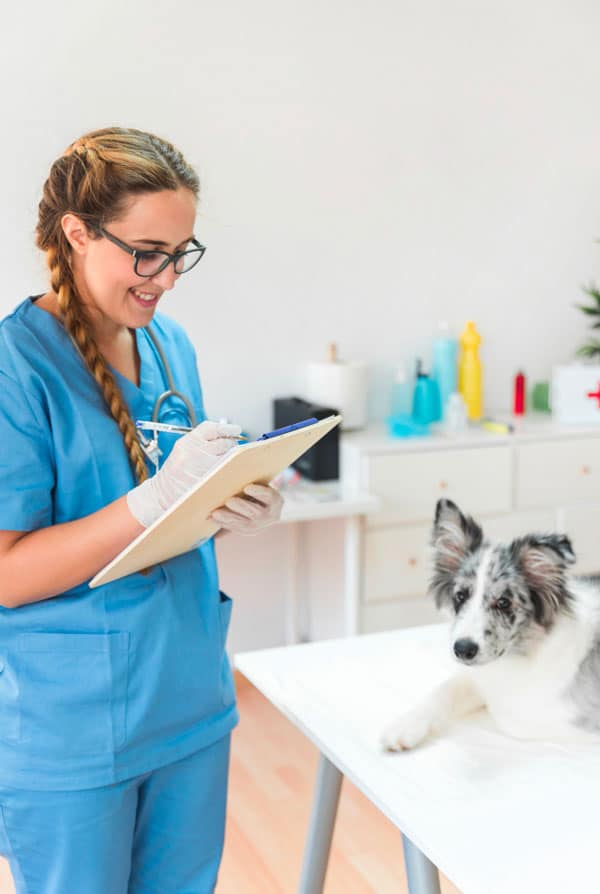 Chien chez le vétérinaire pour un bilan de santé