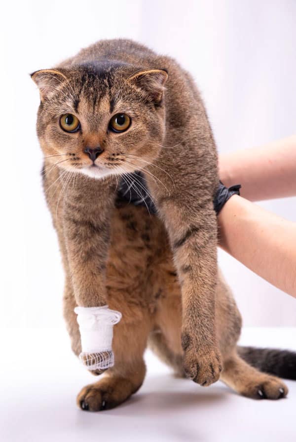 Chat beige fonce bandage patte coussinet
