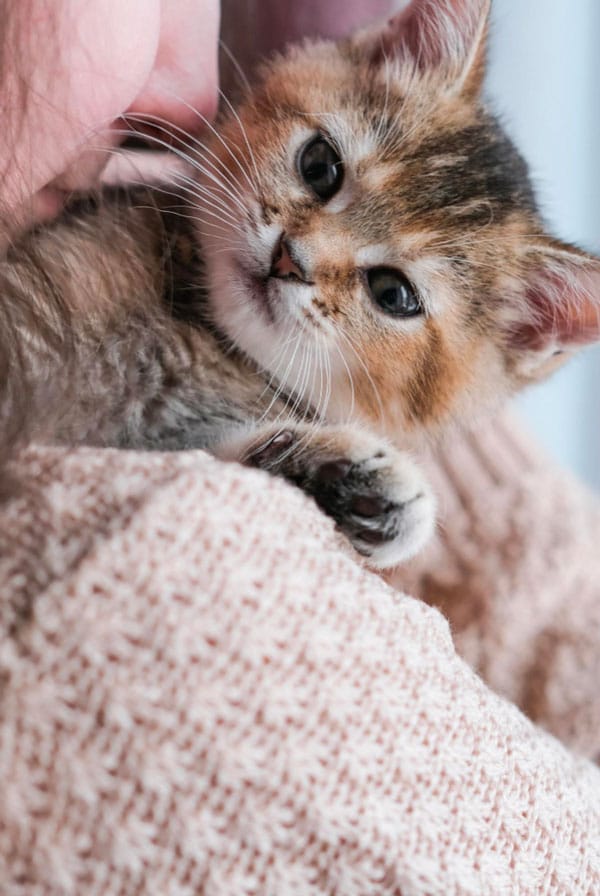 chat beige roux dans les bras de sa propriétaire