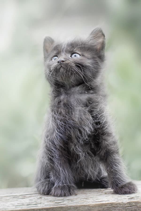 Chat gris jardin sociable