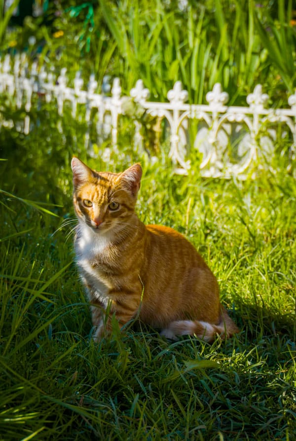 Chat roux blanc dans un jardin sur l'herbe