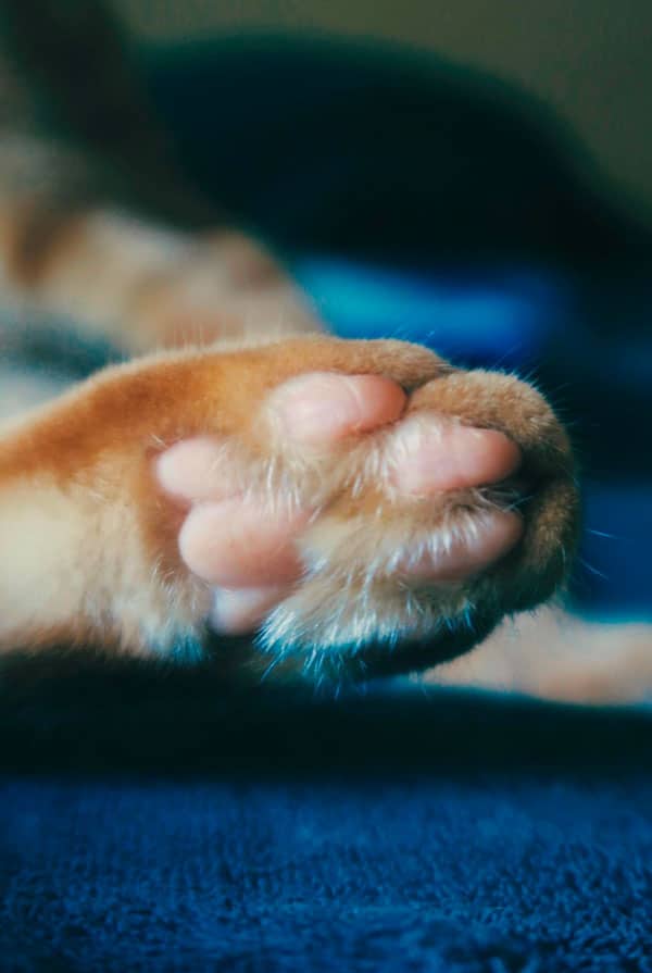 Chat roux patte coussinet gros plan