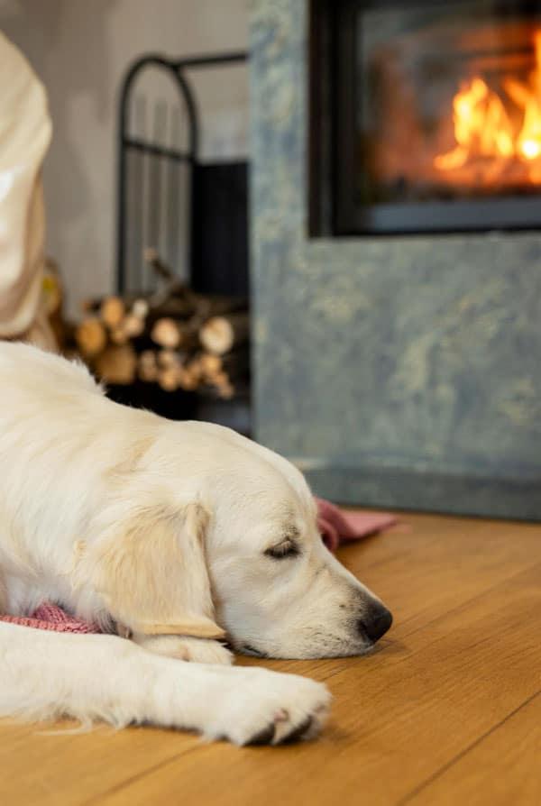 chien beige blanc repos maison