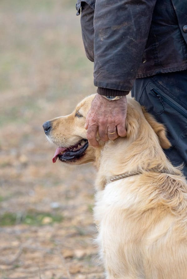 Un chien aveugle beige clair, en balade
