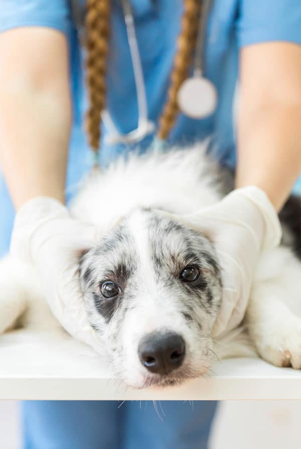 chien blanc tache noir consultation pour une piqure d'abeille