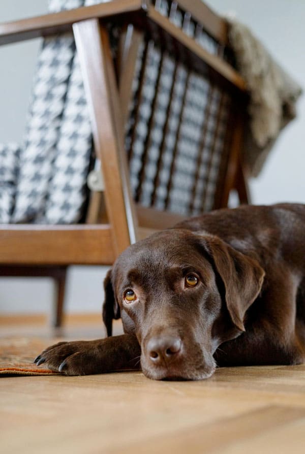 chien brun